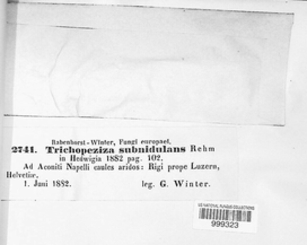 Trichopeziza subnidulans image